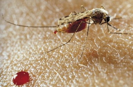 Algérie/ Le pays reconnu désormais sans paludisme