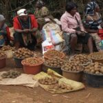 Illustration des Femmes-rurales en activité-_MyAfricaInfos