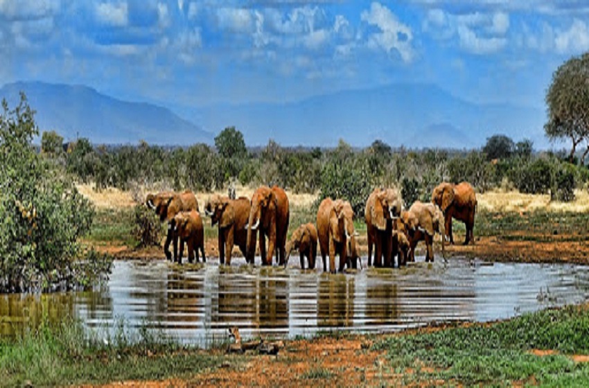 Parc national Kruger, un véritable joyau sud-africain aux touristes