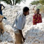 secteur de l'industrie du coton-MyAfricaInfos